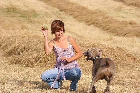 Weimaraner Ronja - SMID nu den bold! Tænker Ronja :-) billede 8