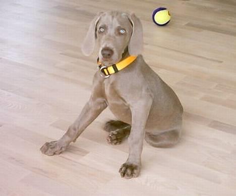 Weimaraner Ronja - Her sitter jeg, og det kan ingen lave om på :-) billede 9