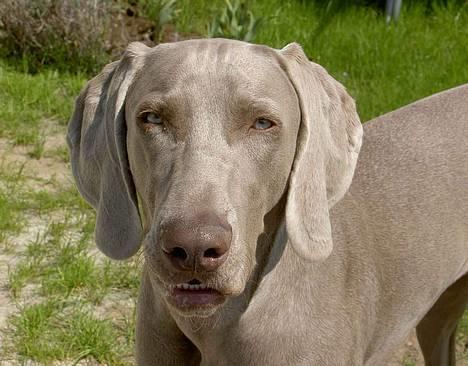 Weimaraner Ronja - The Terminator-dog - mangler lige cigaren i mundvigen billede 10