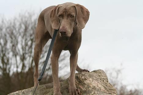 Weimaraner Ronja - Nøøj, der skal ske noget - hele tiden! billede 11
