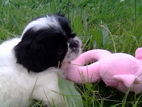 Japanese Sally & Frede ;O) - Sallys første bamse, den elsker hun bare billede 2