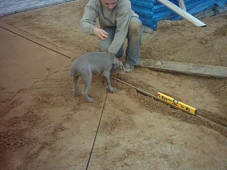 Weimaraner Ronja - Skal jeg ikke lige hjælpe dig med den der?  billede 12