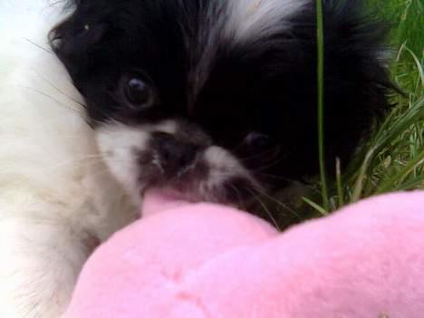 Japanese Sally & Frede ;O) billede 4