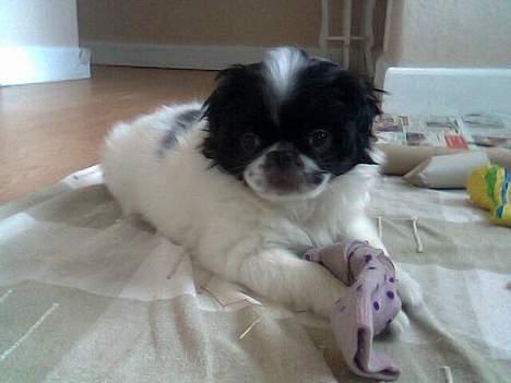 Japanese Sally & Frede ;O) billede 5