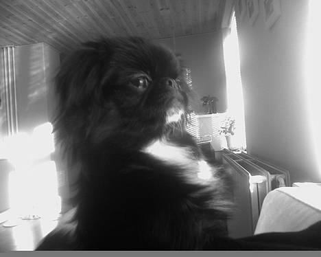 Japanese Sally & Frede ;O) - HEY billede 6