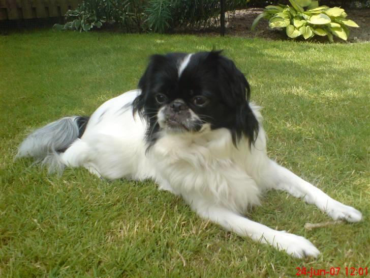 Japanese Sally & Frede ;O) - Sommer 2006 billede 7