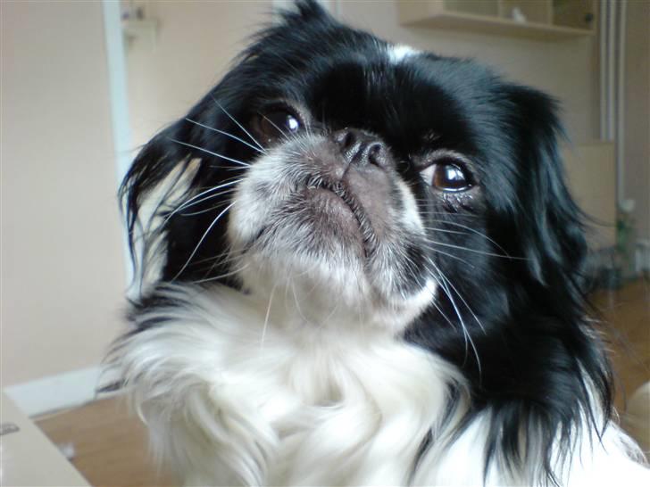 Japanese Sally & Frede ;O) - 2006 billede 9