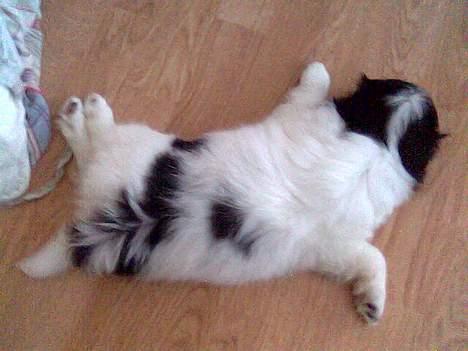 Japanese Sally & Frede ;O) billede 10