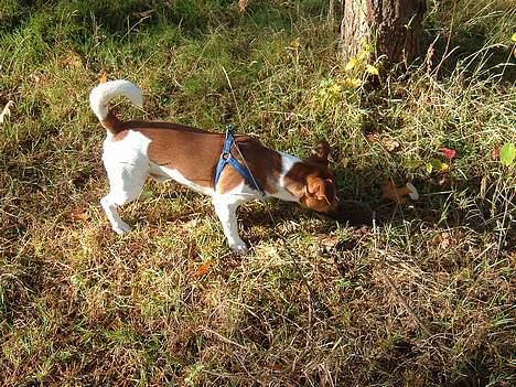 Dansk svensk gaardhund Buster billede 15