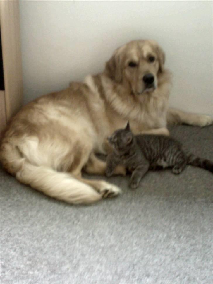 Golden retriever Snoop - mig og min lillebror, er vi ikke søde?? billede 13