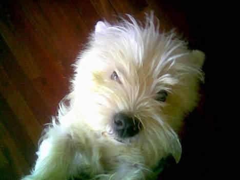 West highland white terrier Saci  billede 1