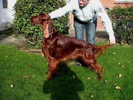 Irsk setter Apollo - vores engel  - Apollo oktober 2005 billede 9