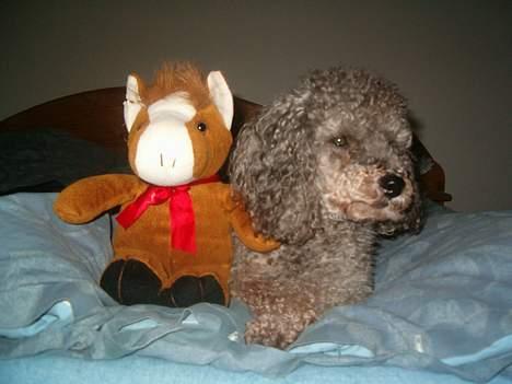 Mellempuddel Bølle - Her ligger jeg  med en bamse : ) billede 7