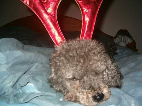 Mellempuddel Bølle - Se mig jeg har rensdyrgevir på billede 8