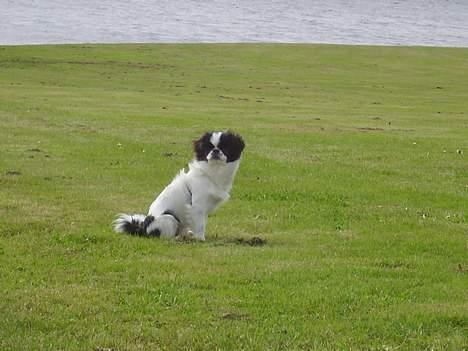 Japanese soya - soyas ynglingssted billede 8