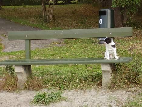 Japanese soya - suk hvornår kommer der mon en frækkert og sætter sig?! billede 9