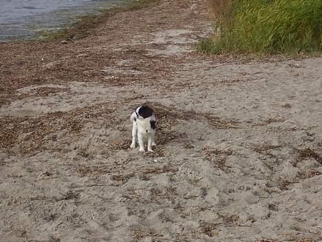 Japanese soya - på stranden billede 10