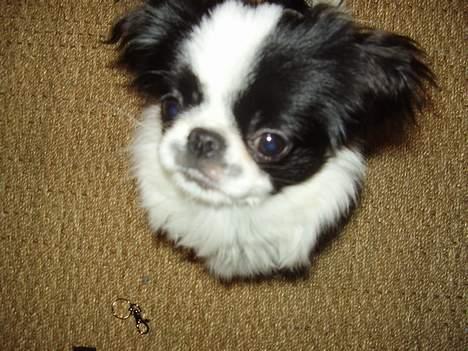 Japanese soya - undskyld, hva sagde du?! billede 11