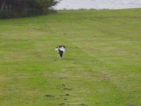 Japanese soya - jep ses senere.....wrooomm billede 12