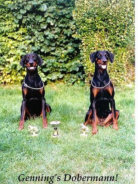 Dobermann (Genning's Excalibur)Nero - Nero og søster Shiba efter køge udstillingen billede 14