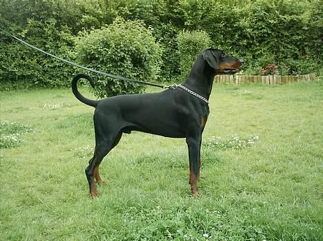 Dobermann (Genning's Excalibur)Nero - Smukke Nero billede 15