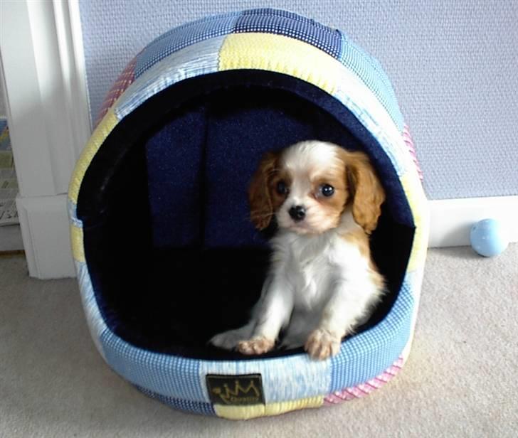 Cavalier king charles spaniel Lucky (i hundehimlen) billede 12