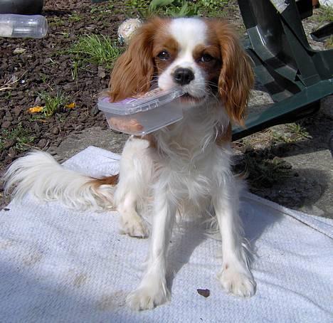 Cavalier king charles spaniel Lucky (i hundehimlen) billede 13