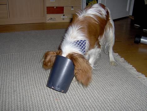 Cavalier king charles spaniel Lucky (i hundehimlen) billede 14