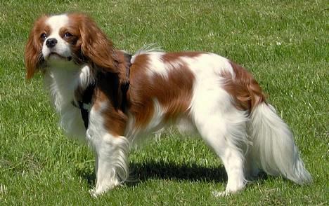 Cavalier king charles spaniel Lucky (i hundehimlen) billede 15