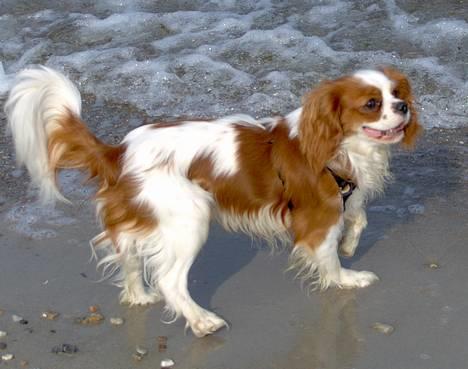 Cavalier king charles spaniel Lucky (i hundehimlen) billede 16
