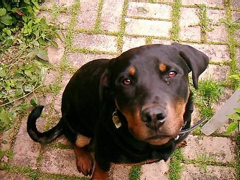 Rottweiler bella billede 1