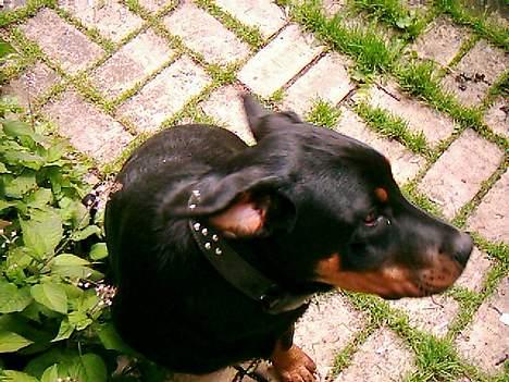 Rottweiler bella - bella i modvind billede 2