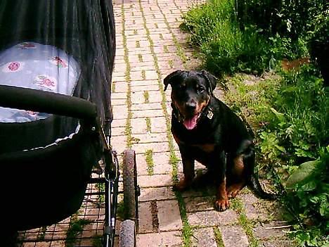 Rottweiler bella - se far passer på barnevognen er jeg ikke dygtig billede 3