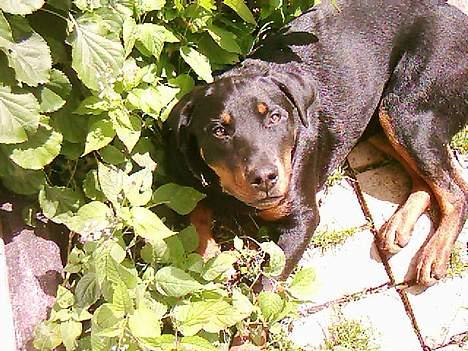 Rottweiler bella - tager lige en lur i busken billede 4