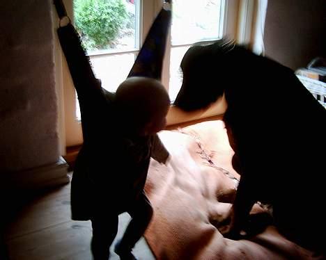 Rottweiler bella - se mig jeg leger med olli så får jeg måske en kiks billede 5