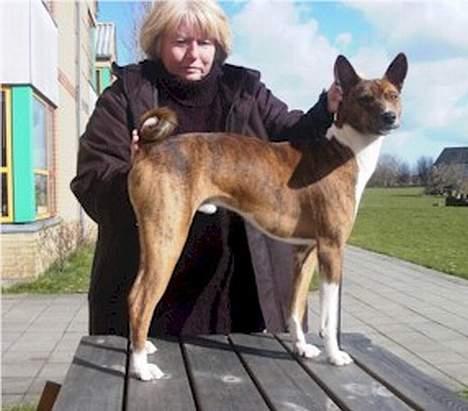 Basenji Mickey - Mickey april i år billede 4