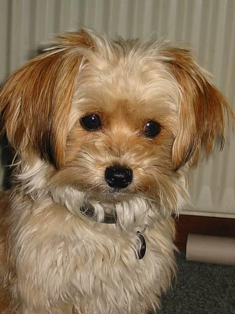 Blanding af racer NUSER billede 1