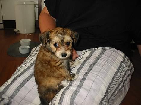 Blanding af racer NUSER - Uhh hvor er verden stor!! billede 2