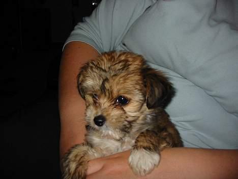 Blanding af racer NUSER billede 4