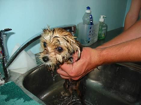 Blanding af racer NUSER - Føj det vand er jeg ikk særlig tryk ved!! billede 5