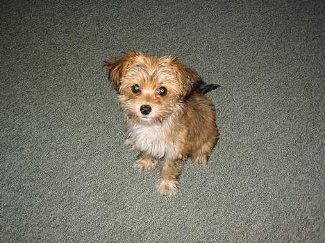 Blanding af racer NUSER - SEEE MIGGG billede 6