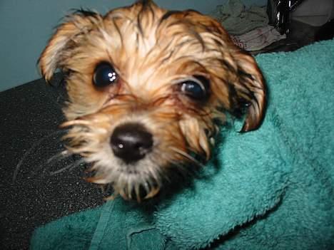 Blanding af racer NUSER - Mor kom og tag mig!!! billede 7