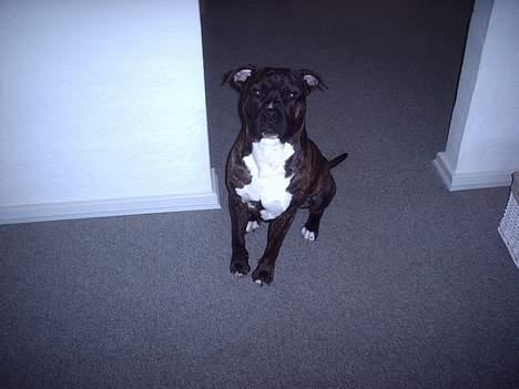 Amerikansk staffordshire terrier Dexter billede 3