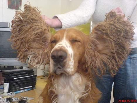 Cocker spaniel Rico - Så store øre har du bare ikk....!*S* billede 14