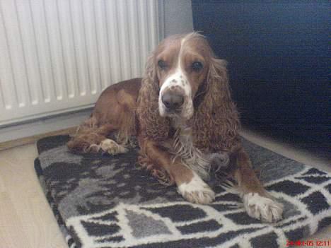 Cocker spaniel Rico - Lad mig nu være, jeg sku jo hvile mig....*S* billede 15