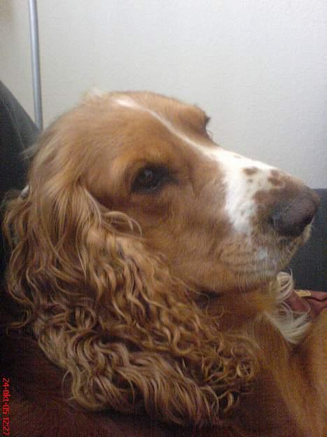 Cocker spaniel Rico - Mon der snart sker noget spændende....? billede 16