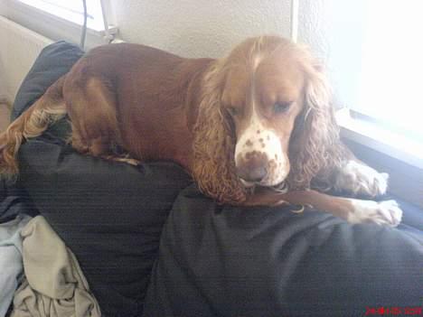 Cocker spaniel Rico - hvornår kommer far hjem?? billede 18