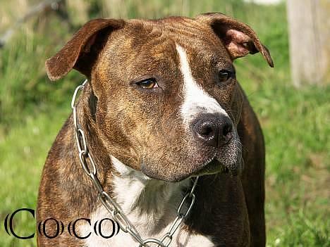 Amerikansk staffordshire terrier Highland Dear Coco - Velkommen til min profil :) billede 1