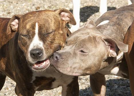 Amerikansk staffordshire terrier Highland Dear Coco billede 2