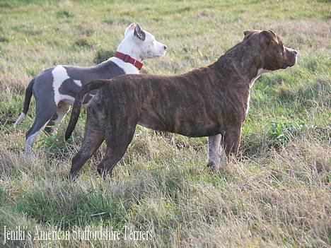 Amerikansk staffordshire terrier Highland Dear Coco billede 3